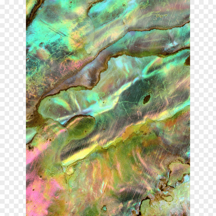 Watercolor Shell Haliotis Iris Clam Red Abalone Pāua PNG