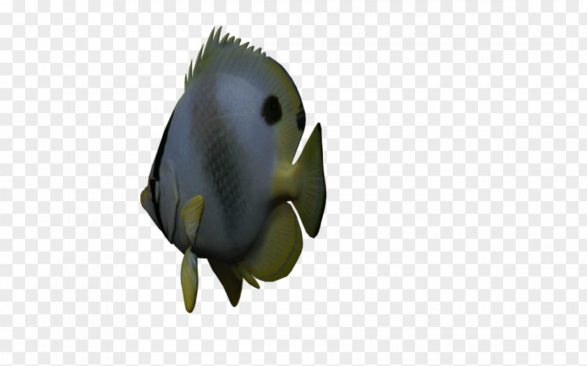 3D Fish Three-dimensional Space Computer Graphics Geometry PNG
