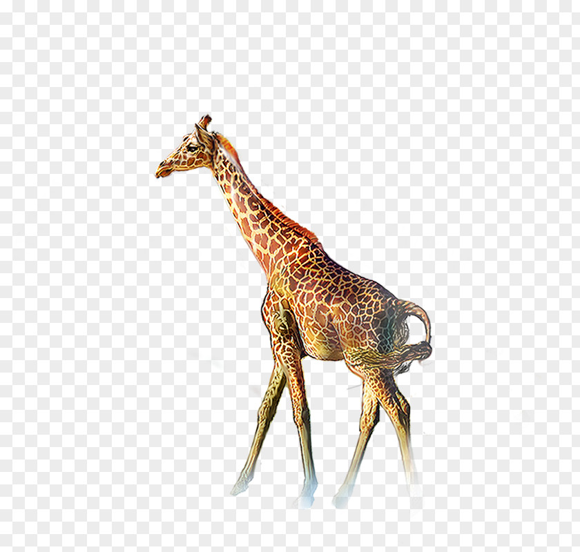 A Giraffe Northern Deer Animal PNG