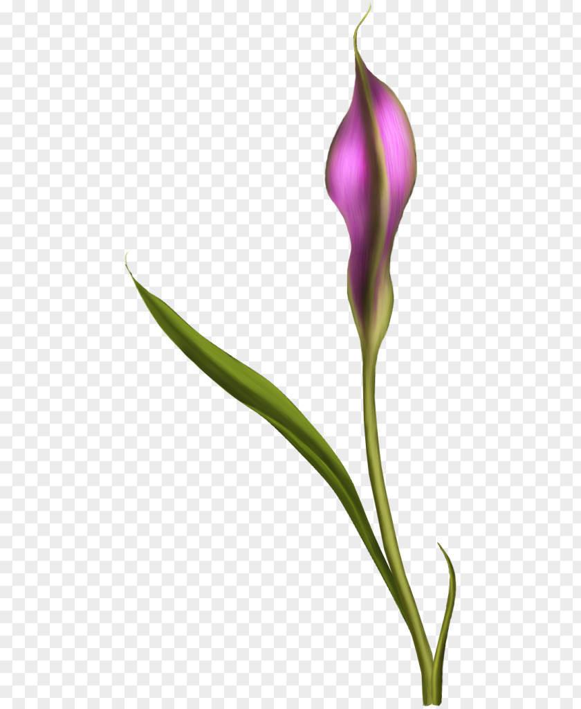 Flower English Lavender Tulip Petal Plant Stem PNG