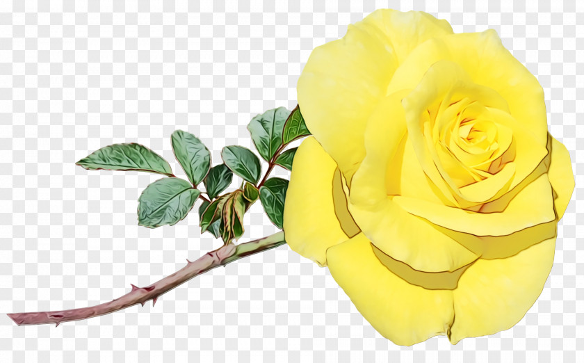 Garden Roses PNG