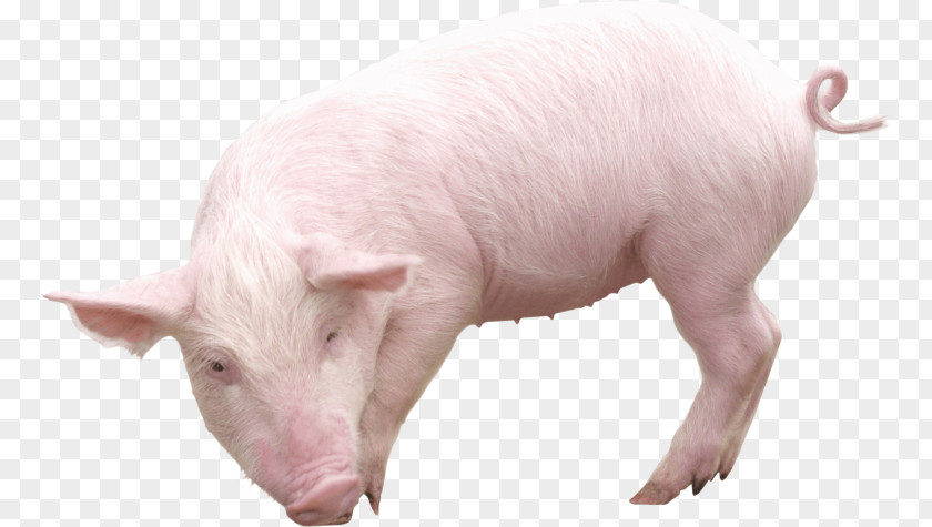 Pig Domestic Clip Art PNG