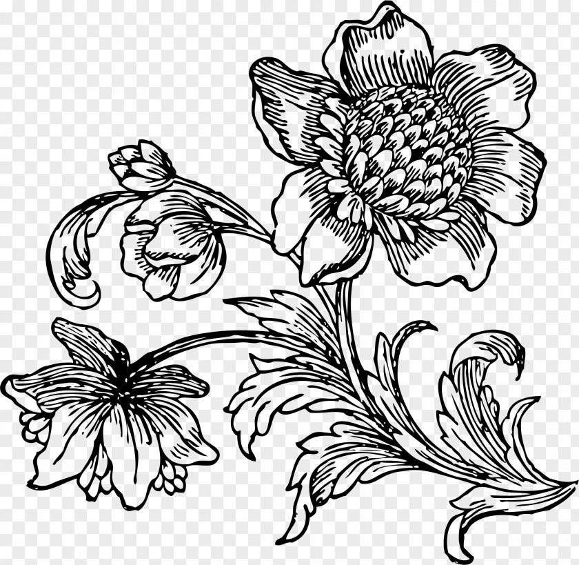 Beet Flower Drawing Line Art Black And White Clip PNG