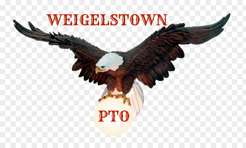 Bird Bald Eagle Weigelstown Beak PNG