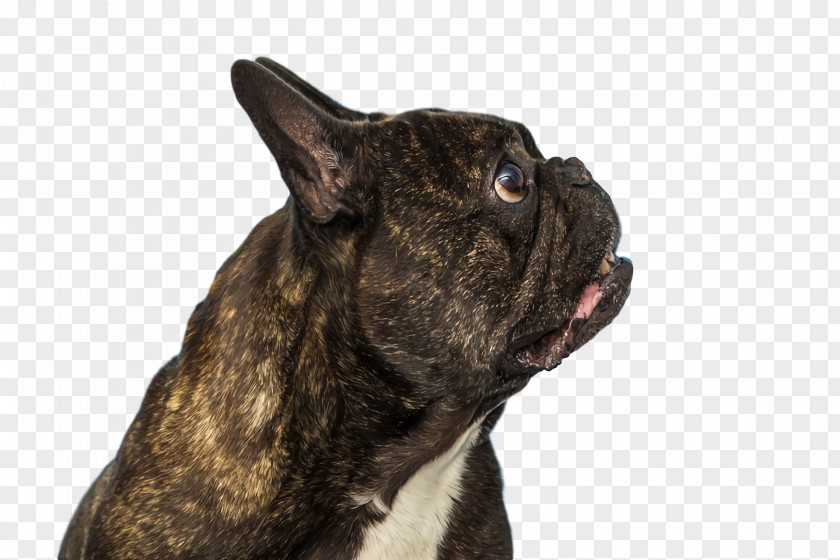 French Bulldog PNG