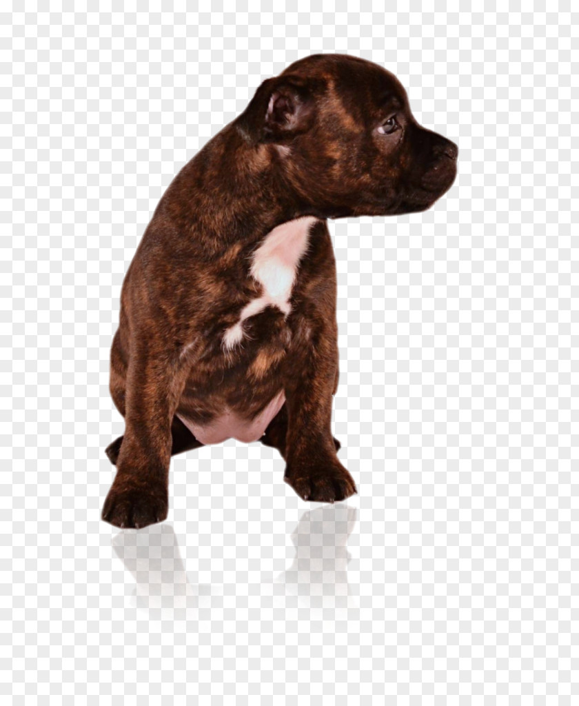 Puppy Dog Breed American Pit Bull Terrier Staffordshire PNG