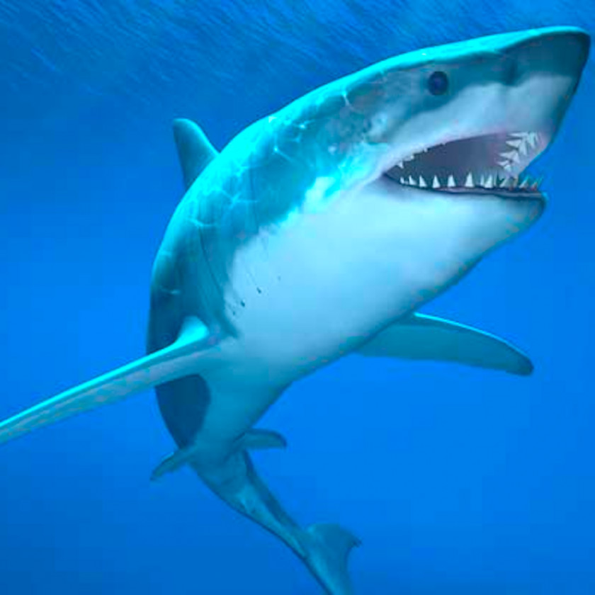 Sharks Shark Jaws Seeing Deeper: The World Of Great White Attack PNG
