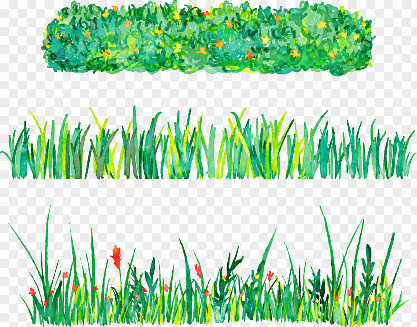 Vector Hand-painted Watercolor Illustration Grass Euclidean PNG