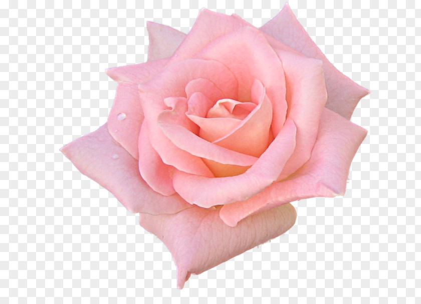Blush Floral Garden Roses Flower Pink Black Rose PNG