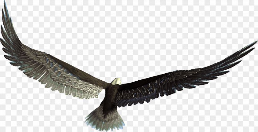 Eagle Bird Of Prey Feather Wing PNG