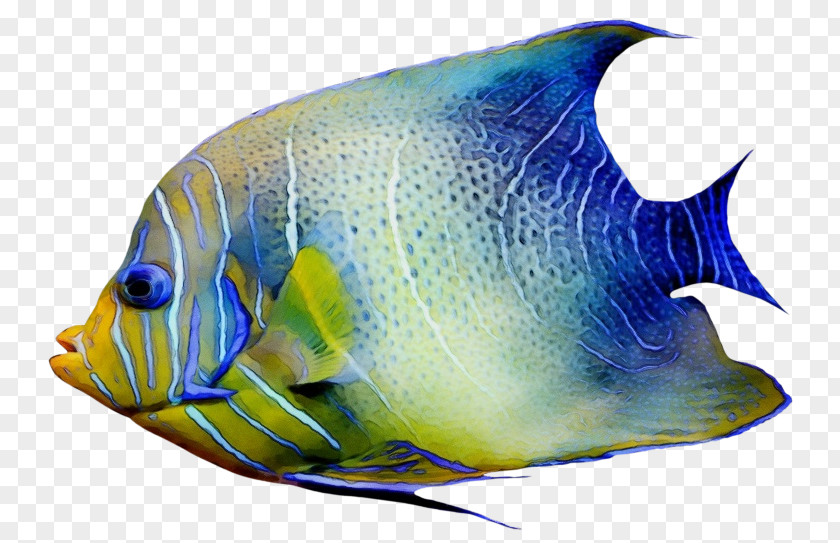 Electric Blue Butterflyfish Fish Pomacanthidae Holacanthus Cobalt PNG
