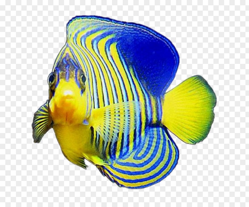 Fish Blue Color Yellow PNG