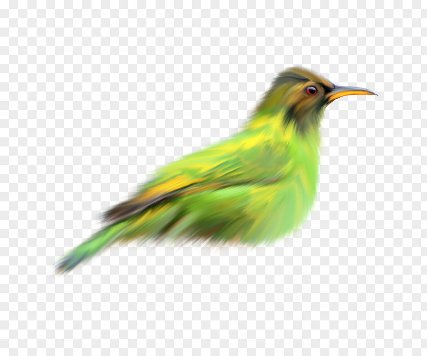 Gardening For The Birds PNG