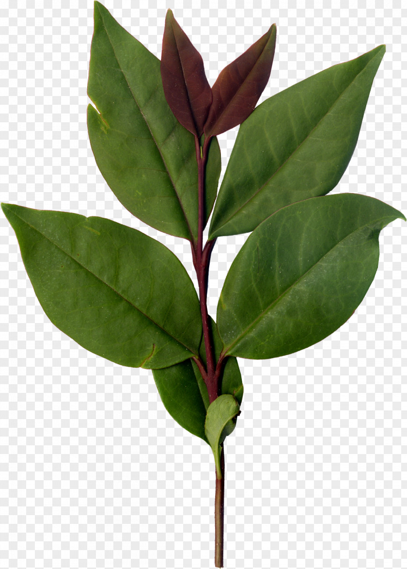 Green Leaves Leaf Plant Stem PNG