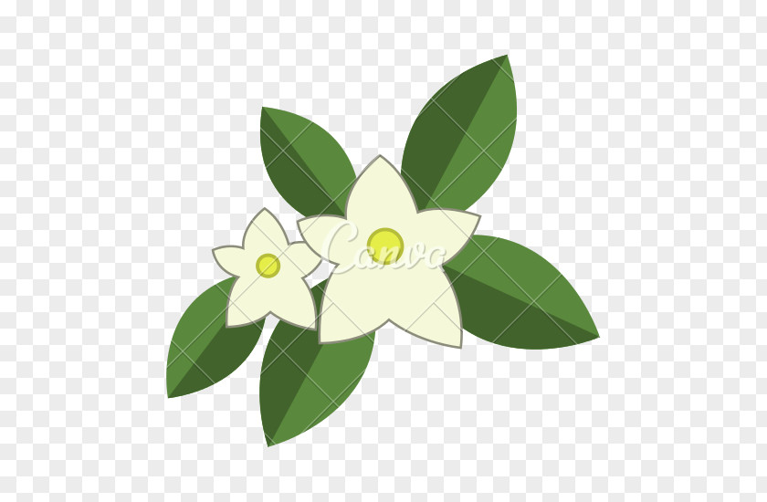 Jasmine Flower Arabian PNG