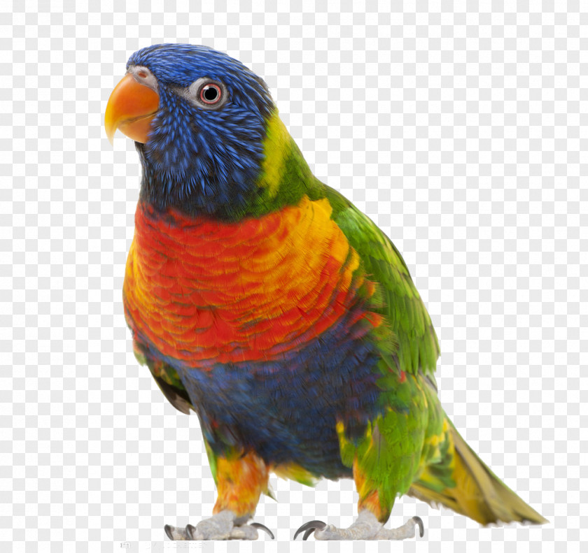 Parrot Bird True Clip Art PNG