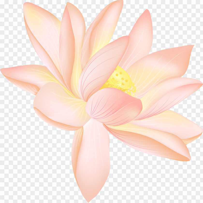 Pink Lotus Petal Close-up Cut Flowers Proteales PNG