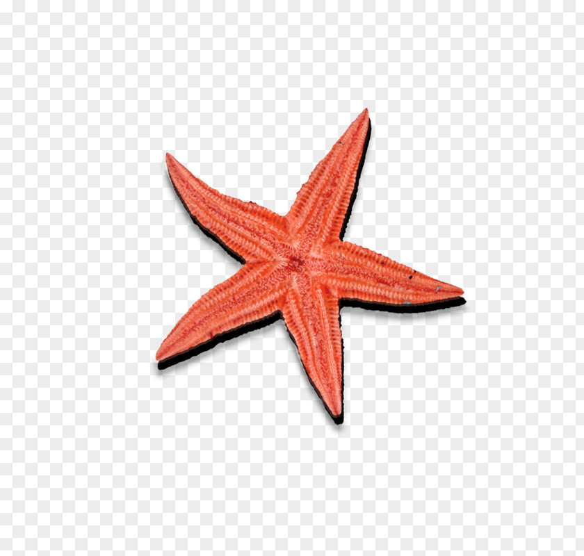 Starfish Seafood Icon PNG