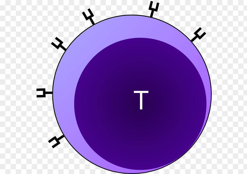 Cell Cliparts Cytotoxic T Clip Art PNG