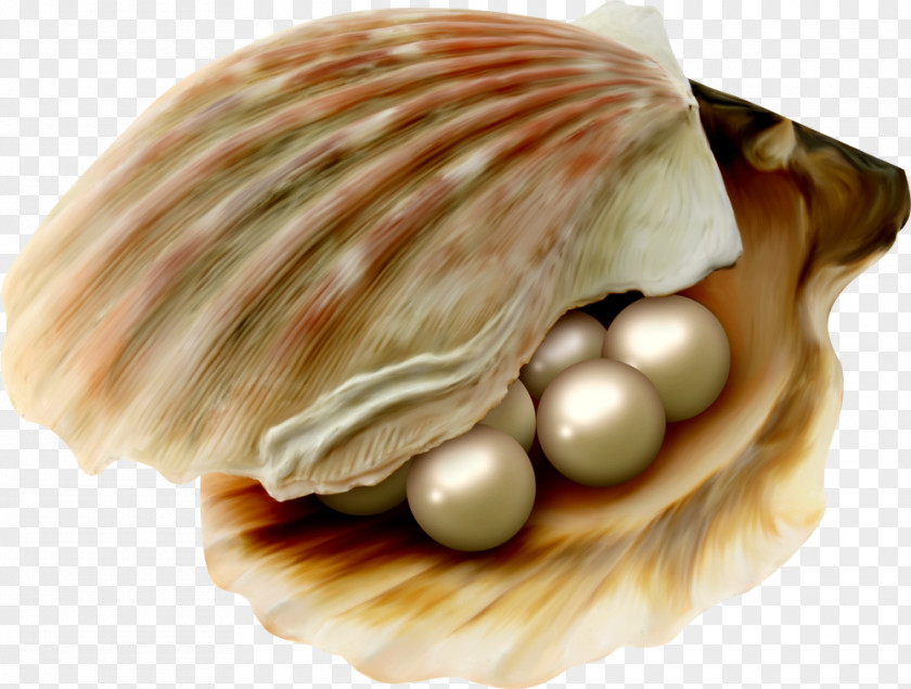 Seashell Cockle Oyster Pearl Pectinidae PNG