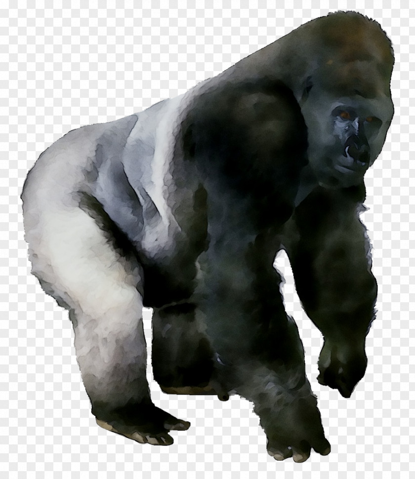 Western Gorilla Pan Fur Terrestrial Animal Snout PNG