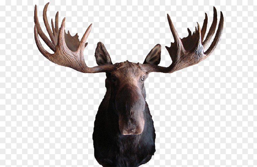 Animal Skull Moose Deer Elk Antler Pronghorn PNG