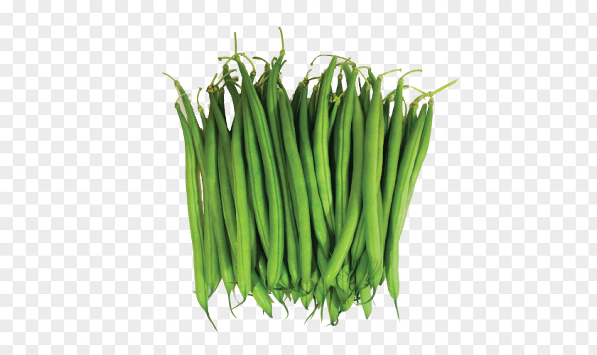 Can Of Beans Transparent Background Yardlong B Green Bean Clip Art Common PNG