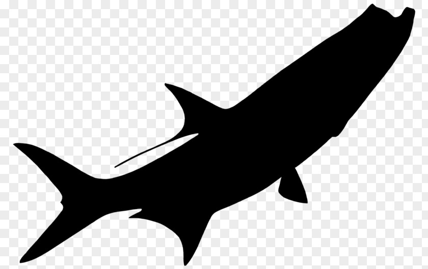Requiem Sharks Clip Art Fauna Line PNG