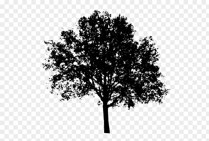 Tree Clip Art PNG