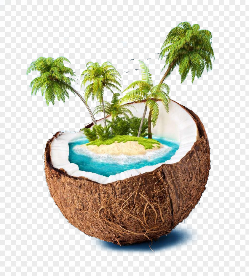 Creative Coconut Palm Island Water High-definition Television Wallpaper PNG