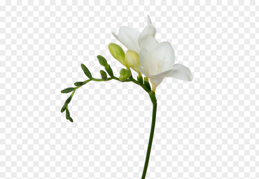 Flower Cut Flowers White Freesia Plant Stem PNG