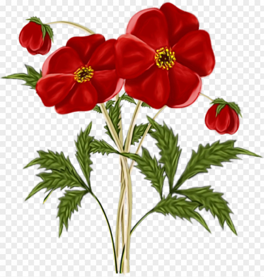 Flower Plant Red Petal Anemone PNG
