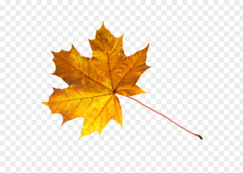 Folha Maple Leaf Drawer PNG