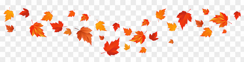 Maple Plant Leaf PNG