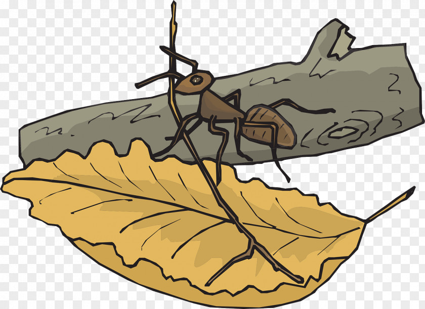 Ants On Leaves The Insect Leaf Clip Art PNG