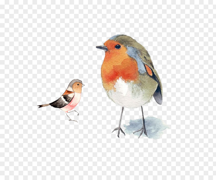 Bird European Robin Watercolor Painting Drawing PNG