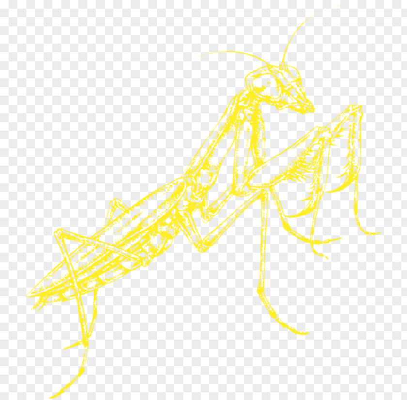 Insect Locust Pest PNG