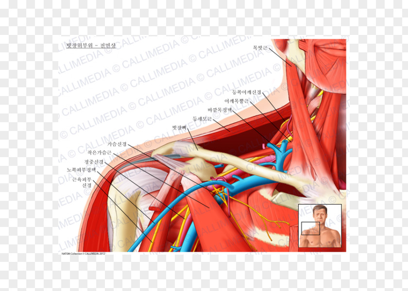Supraclavicular Fossa Nerves Lymph Nodes Anatomy PNG