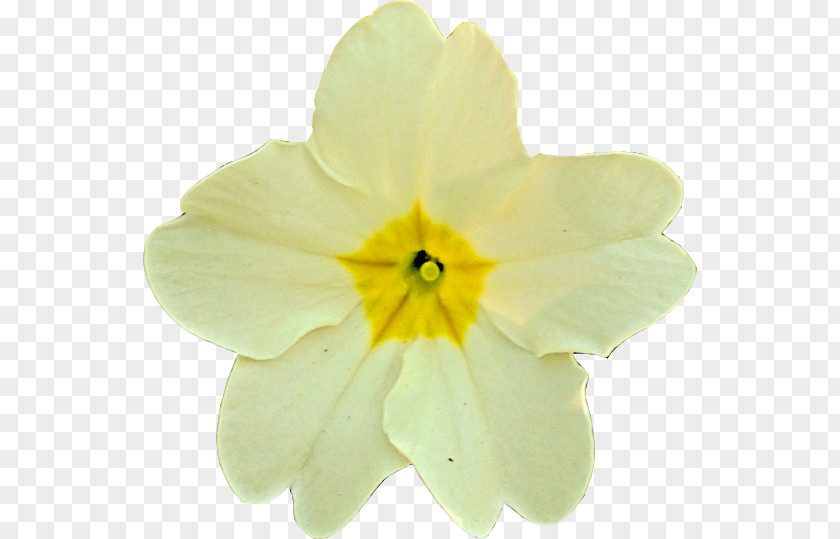 Coltsfoot Primrose Narcissus PNG