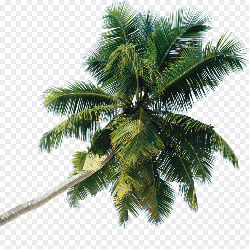 Palm Tree Arecaceae PNG