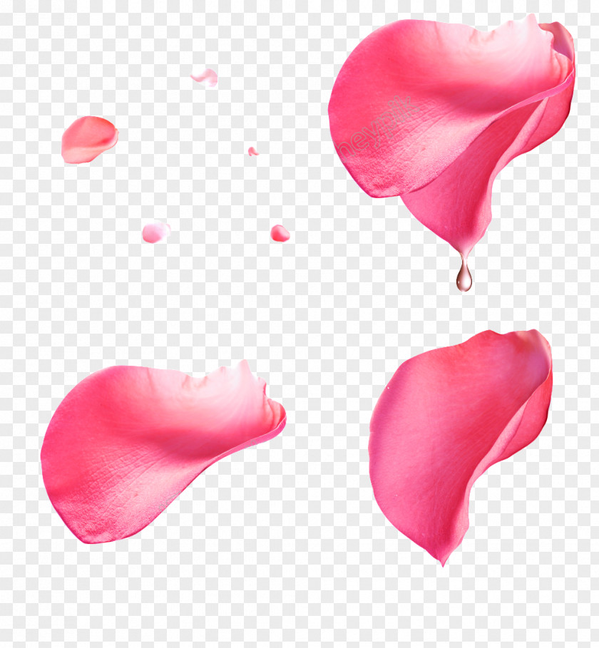 Rose Petal Clip Art Image PNG