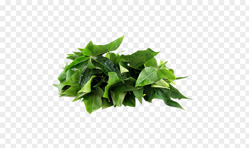 Sweet Potato Leaves Vegetable Leaf Potatoes Restaurant Chayote PNG