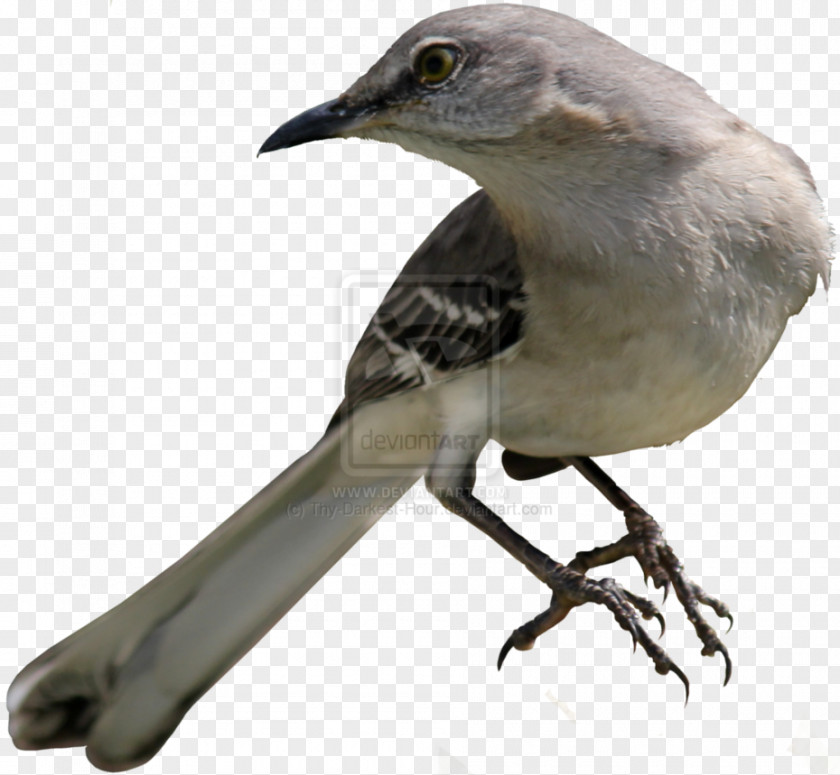 Bird's Nest Cut-off To Kill A Mockingbird Common Nightingale Northern PNG