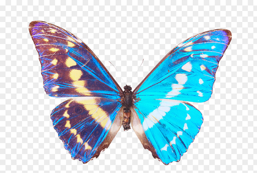 Butterfly Monarch Moth Gossamer-winged Butterflies Morpho PNG
