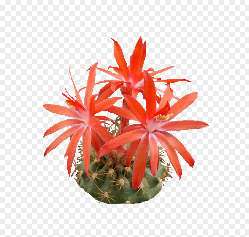 Cactus Epiphyllum Icon PNG