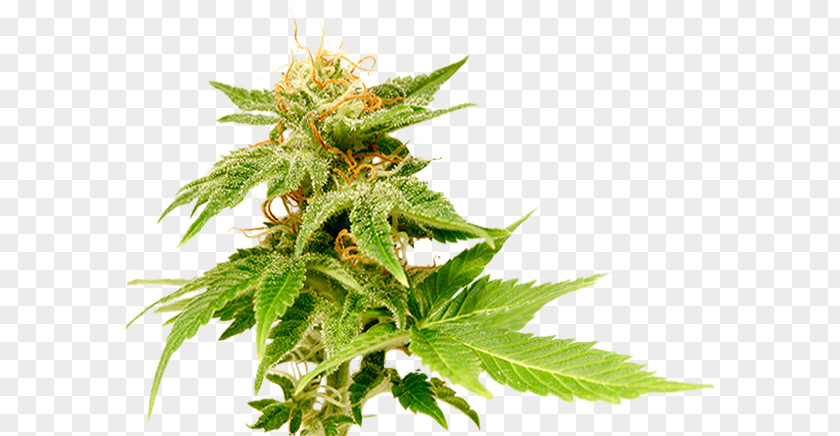 Cannabis Joint Medical Haze Just Say Yes: A Marijuana Memoir Smoking PNG