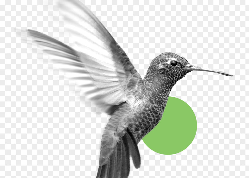 Colibri Hummingbird M Business Feather Ethics Organization PNG