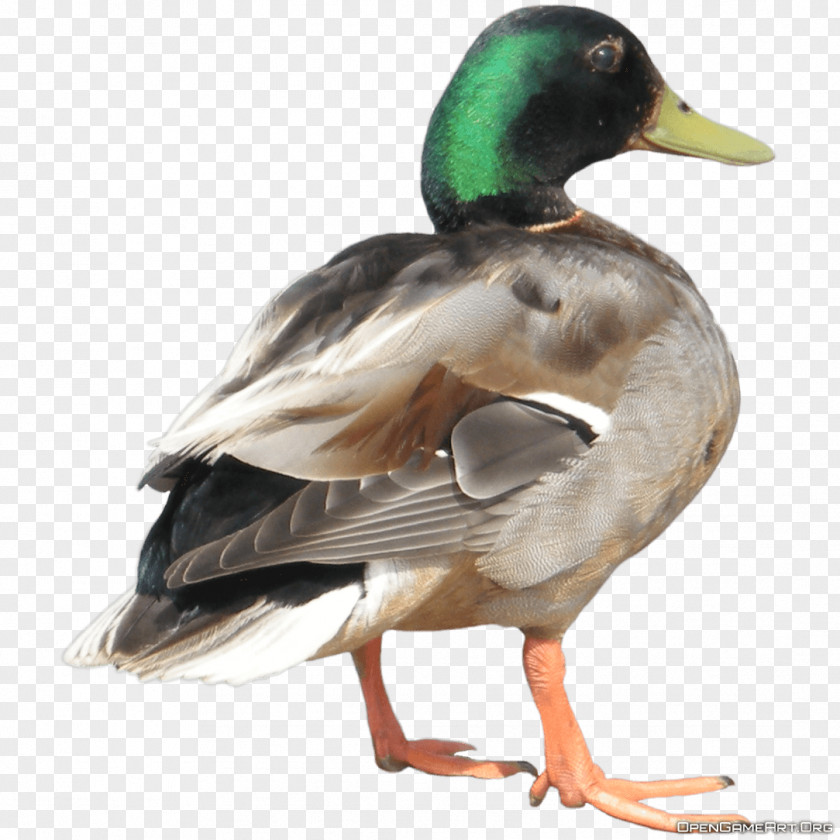 Duck Image Hunt Donald Donna PNG