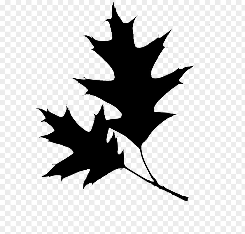 Euclidean Vector Photography Maple Leaf PNG