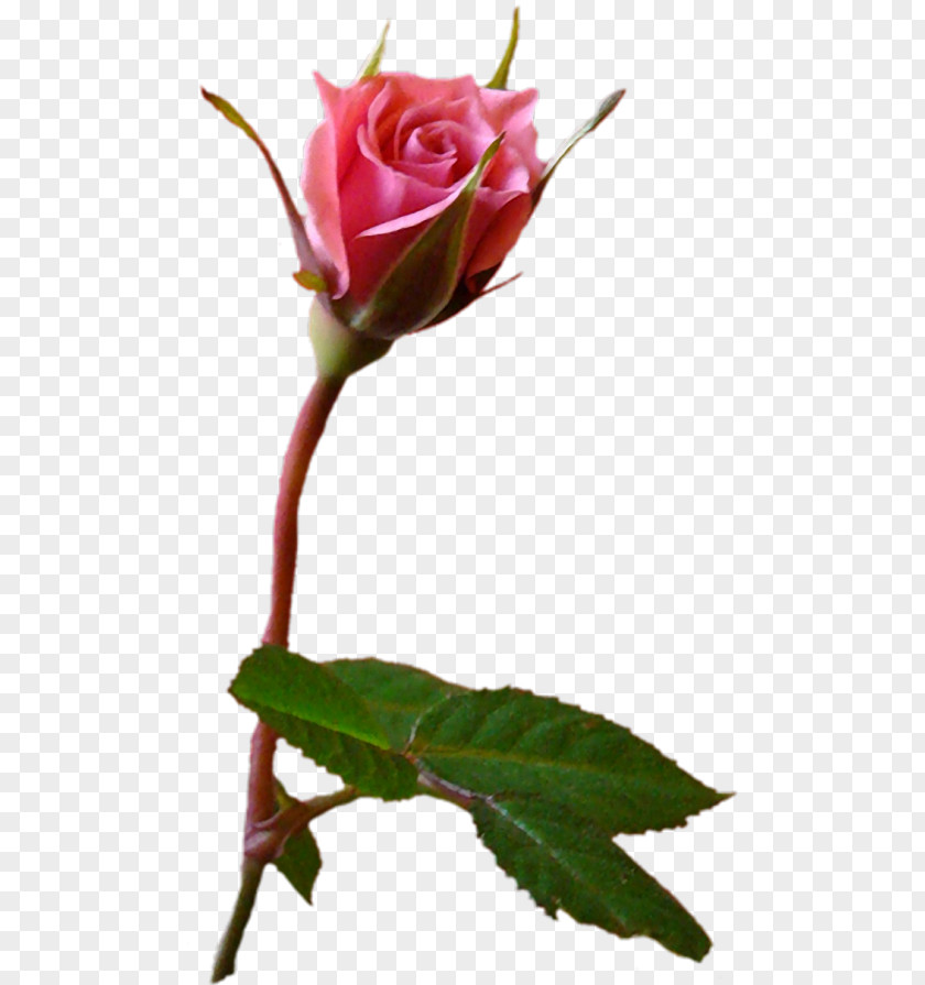 Flower Garden Roses Cabbage Rose Pink Бутон PNG